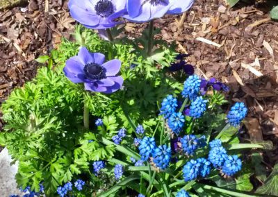 Anemonen und Muscari blau