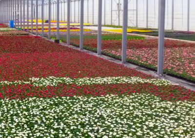 Bellis Gänseblümchen im Gewächshaus