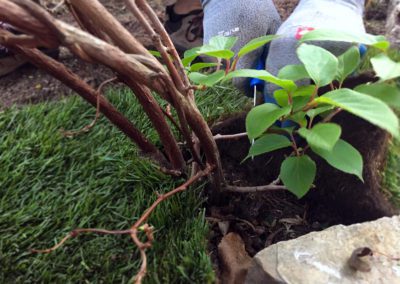 Rollrasen zuschneiden