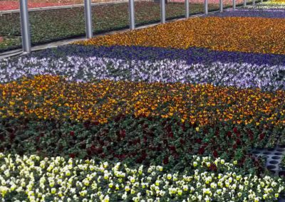 Viola Stiefmütterchen im Gewächshaus